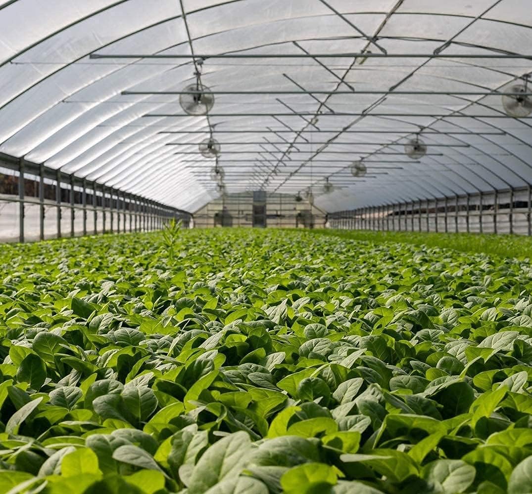 Garden Netting Pest Barrier: 10'x20' Fine Bug Netting for Garden Protection Row Cover Raised Bed Screen Mesh Greenhouse Mosquito Net, Protecting Tree Plants Vegetable Flowers Fruits - Image 8