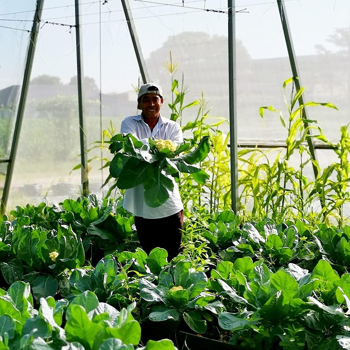 Garden Netting Pest Barrier: 10'x20' Fine Bug Netting for Garden Protection Row Cover Raised Bed Screen Mesh Greenhouse Mosquito Net, Protecting Tree Plants Vegetable Flowers Fruits - Image 5