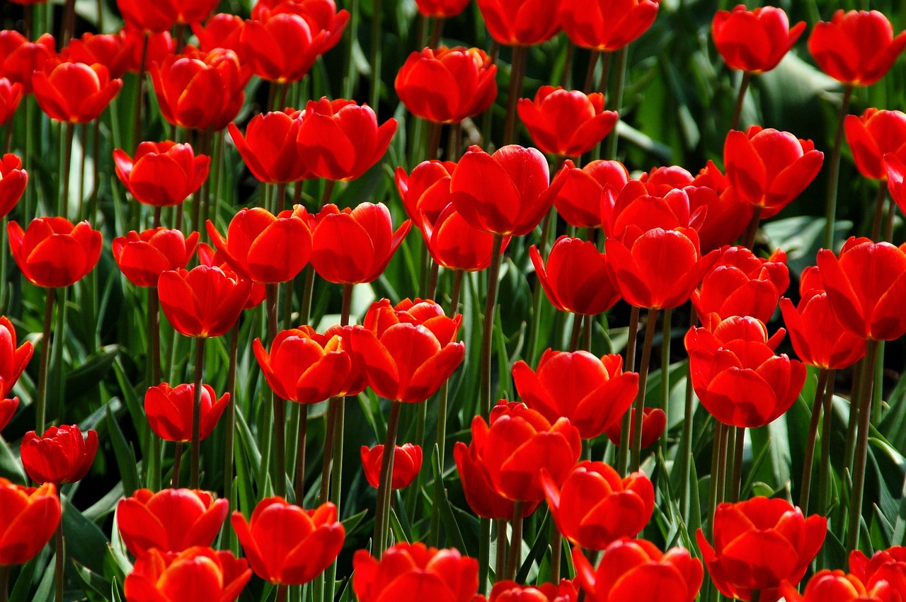nature, garden, plant-3301943.jpg